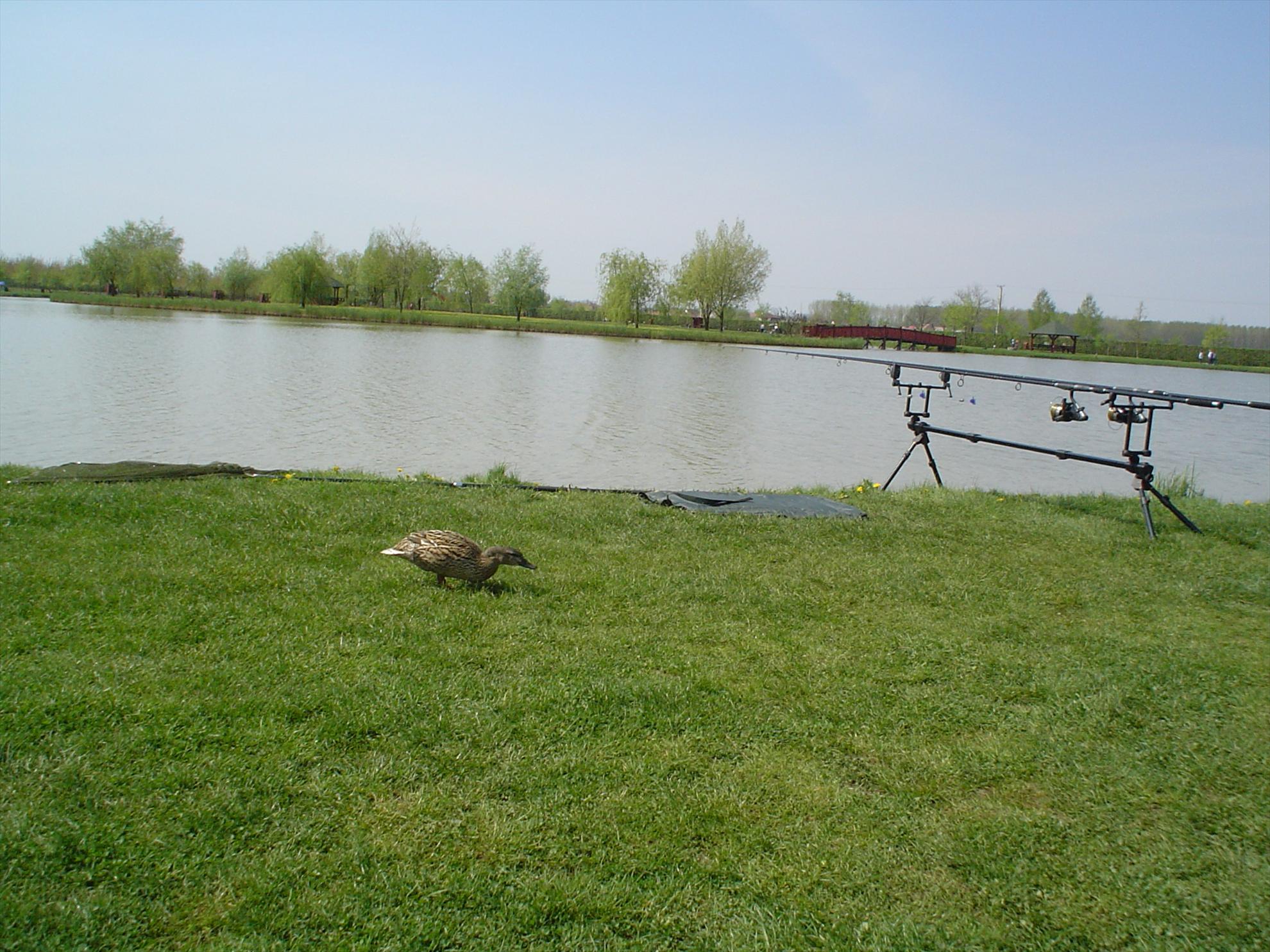 Verba Tanya - Ungaria